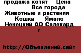 продажа котят  › Цена ­ 15 000 - Все города Животные и растения » Кошки   . Ямало-Ненецкий АО,Салехард г.